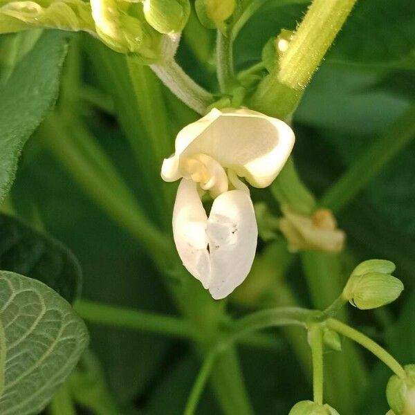 Phaseolus vulgaris फूल