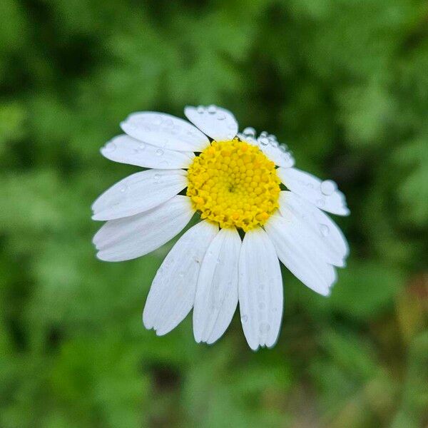 Anthemis cotula Blomma