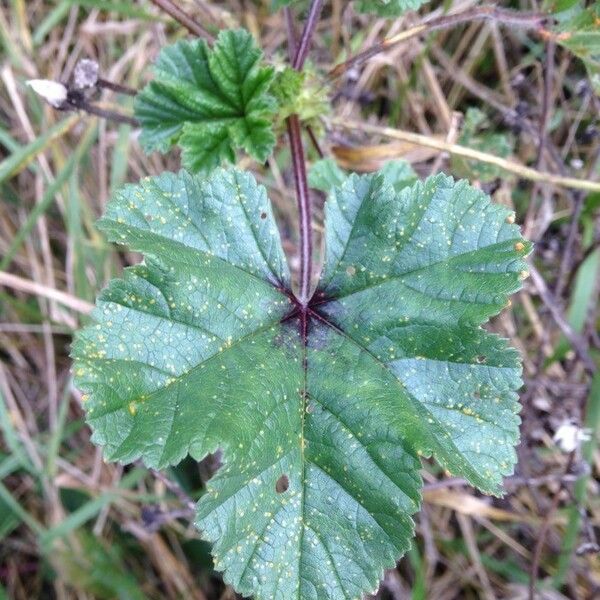 Malva sylvestris Foglia