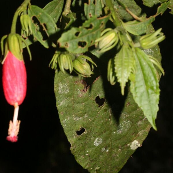 Malvaviscus arboreus Virág