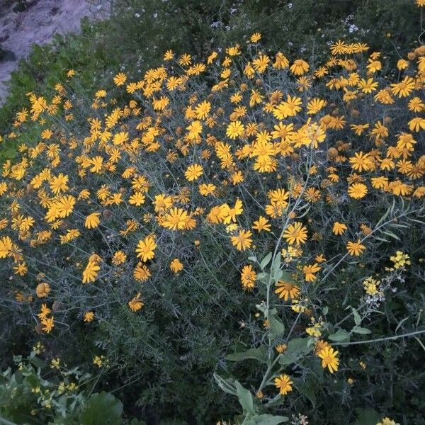 Glebionis coronaria Flors