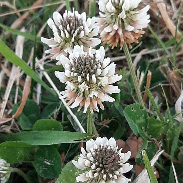 Trifolium repens 花