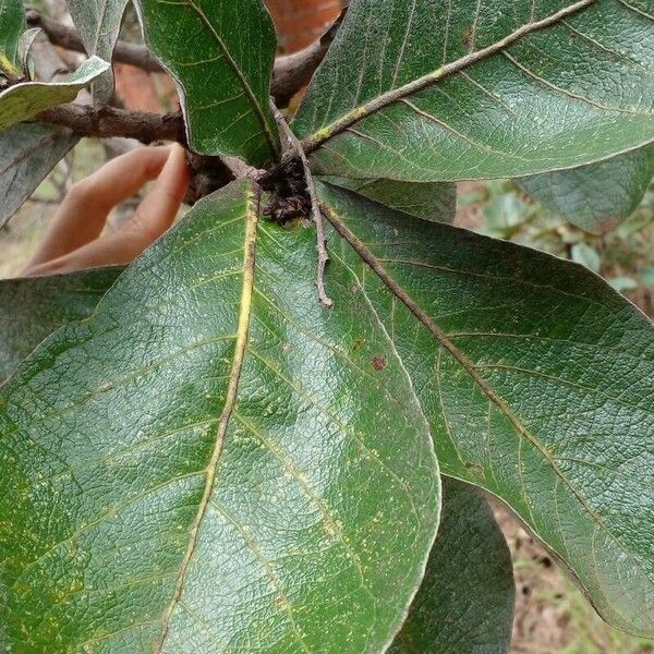 Byrsonima verbascifolia Blad