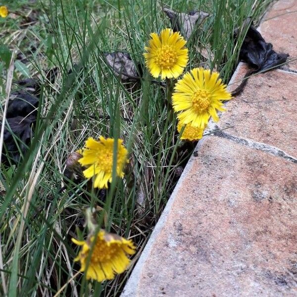 Tussilago farfara Flower