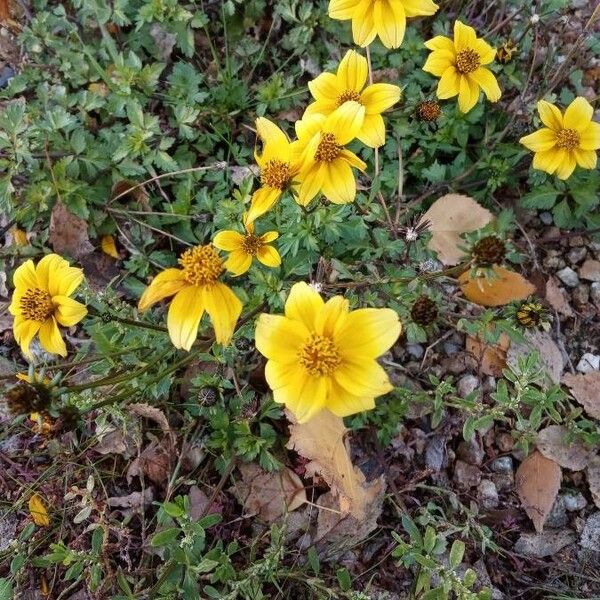 Bidens bipinnata Lorea