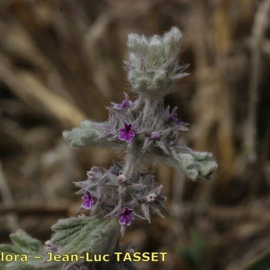 Marrubium alysson Blomst