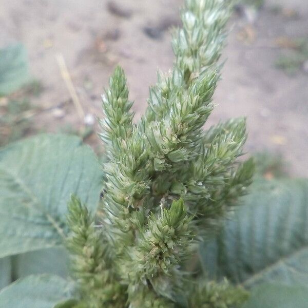 Amaranthus powellii ফল