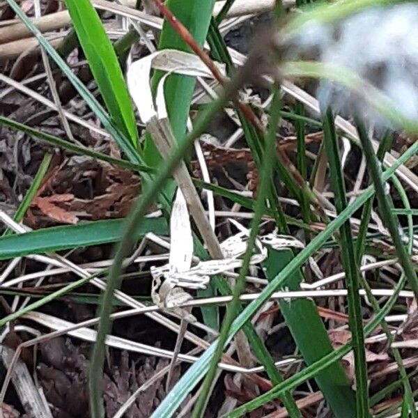 Juncus effusus Écorce