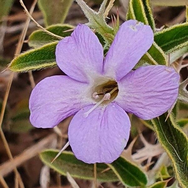 Barleria delamerei Fleur