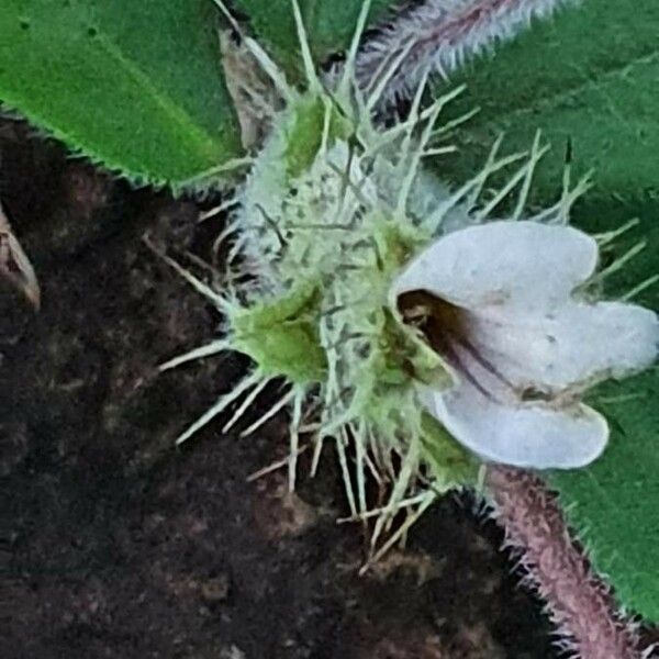 Blepharis maderaspatensis Flor