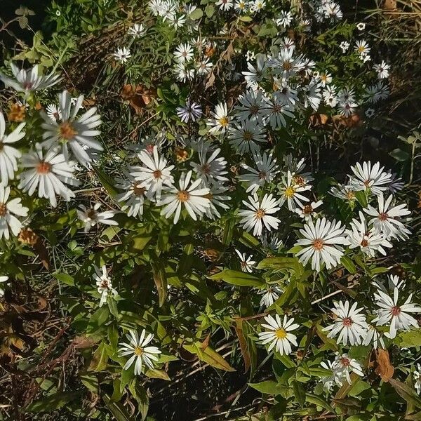 Symphyotrichum lanceolatum Habit