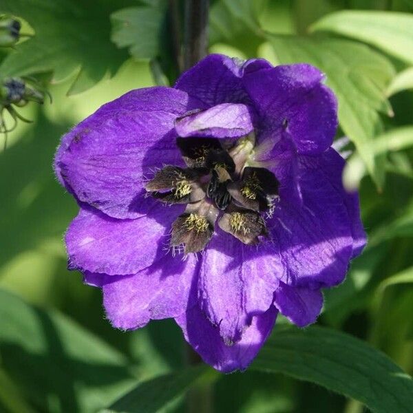 Delphinium elatum 花