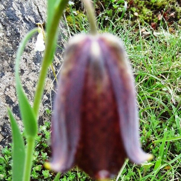 Fritillaria pyrenaica Flor