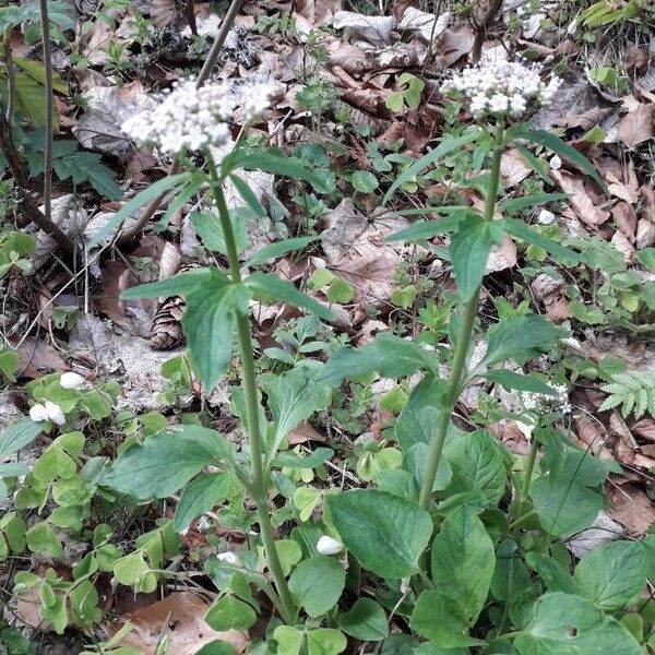 Valeriana tripteris Habitus