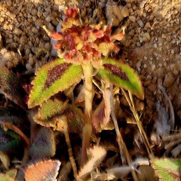 Euphorbia hirta Flor