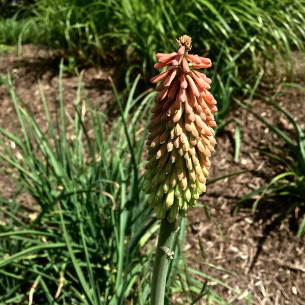 Kniphofia uvaria Habit