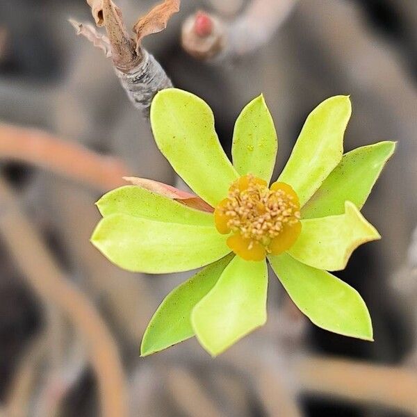 Euphorbia balsamifera Квітка