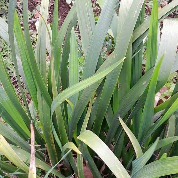 Iris foetidissima পাতা