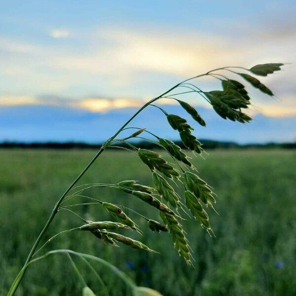 Bromus secalinus Flor