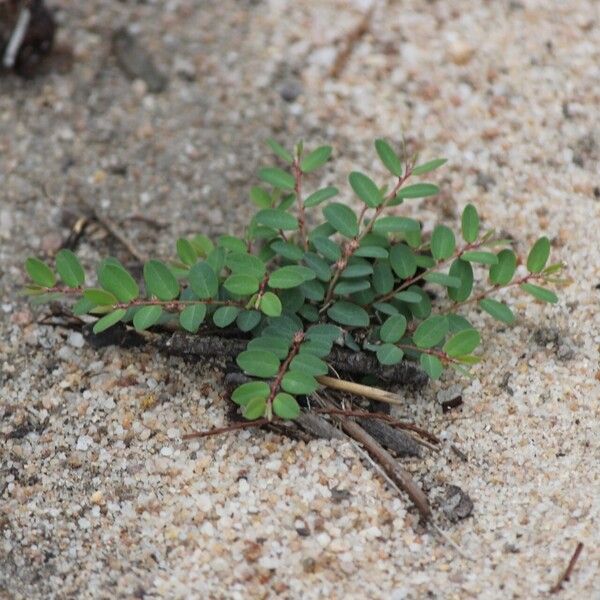 Phyllanthus virgatus Habit