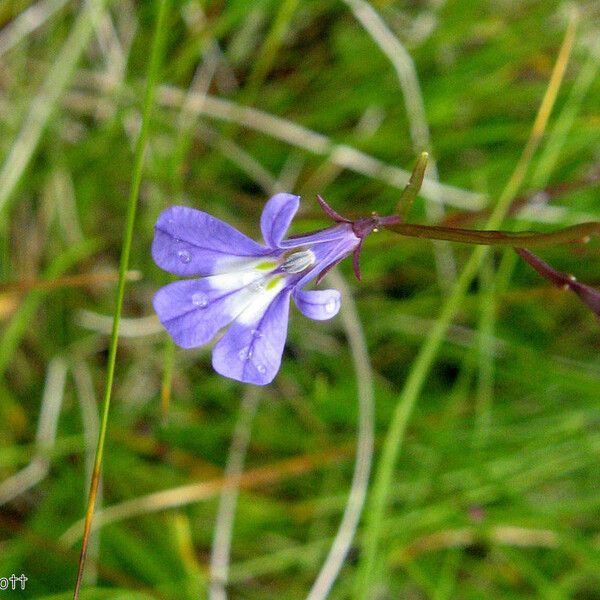 Lobelia kalmii Flor