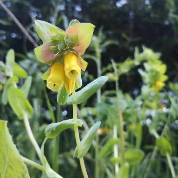 Cerinthe major Кветка