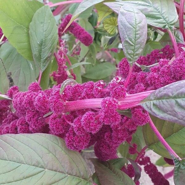 Amaranthus caudatus 花