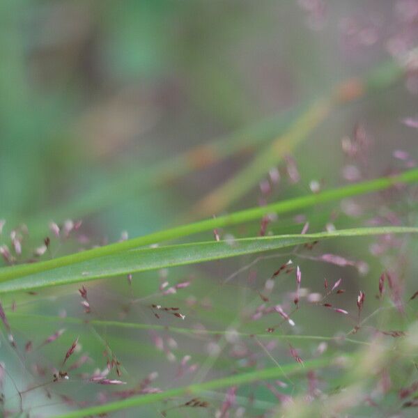 Agrostis vinealis Liść