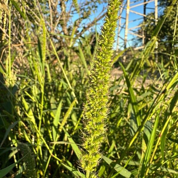 Setaria verticillata ফল