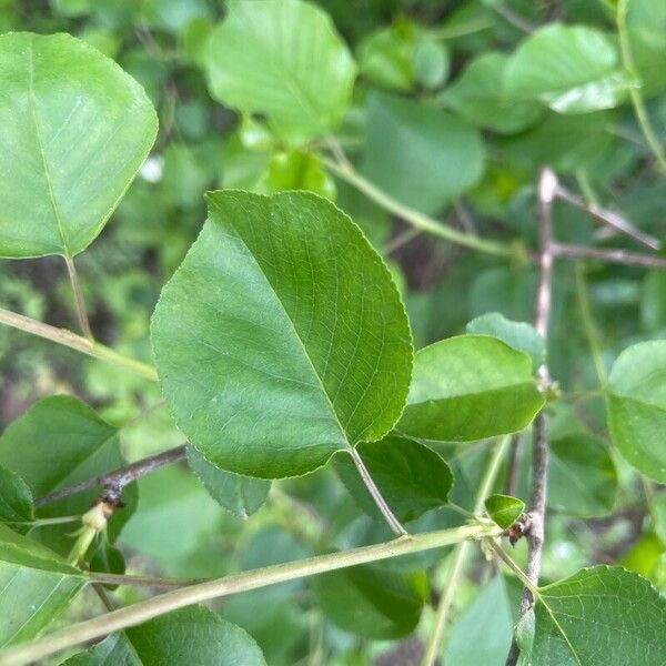 Prunus mahaleb Листок