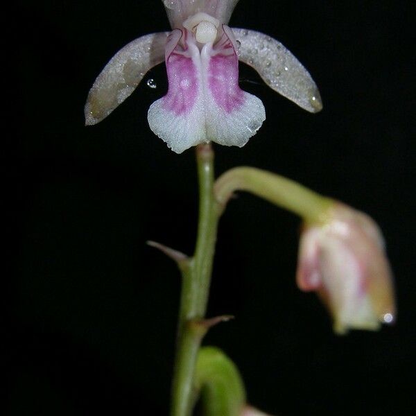 Eulophia maculata 花