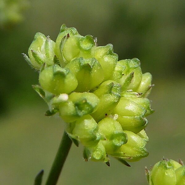 Valeriana coronata Frukt