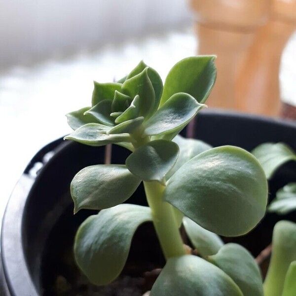 Echeveria australis Leaf