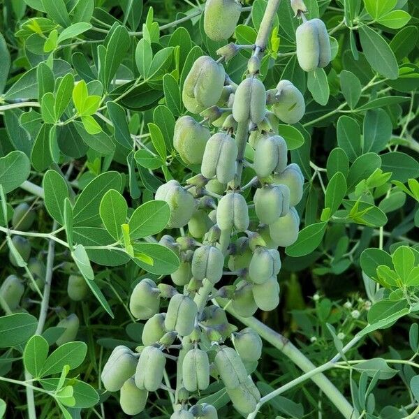 Baptisia alba Virág