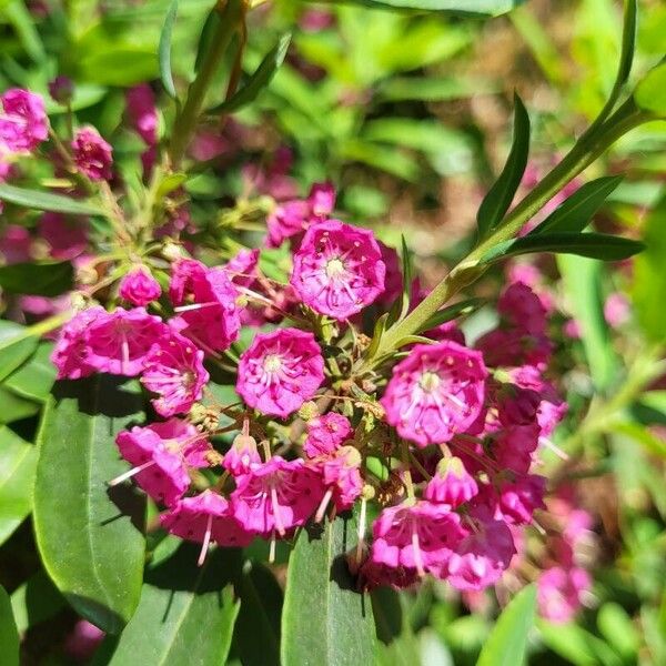 Kalmia angustifolia Květ