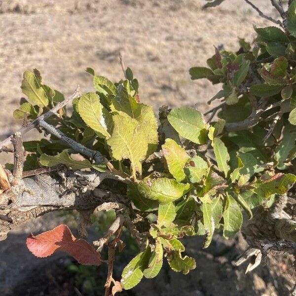 Pappea capensis Φύλλο