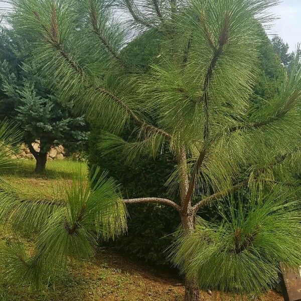 Pinus durangensis Leaf