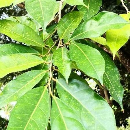 Ficus tinctoria Leaf