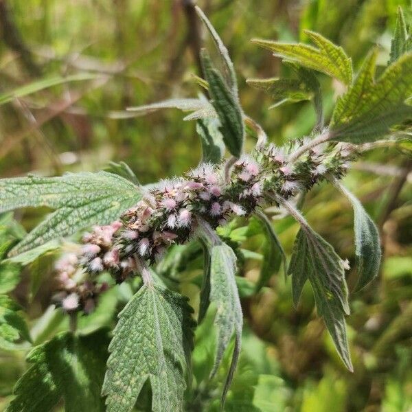 Leonurus cardiaca Flower