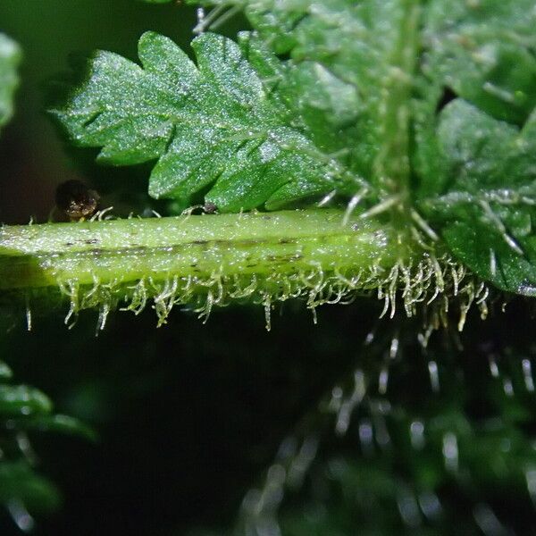 Deparia boryana Leaf