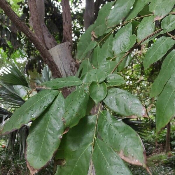 Brownea ariza Leaf