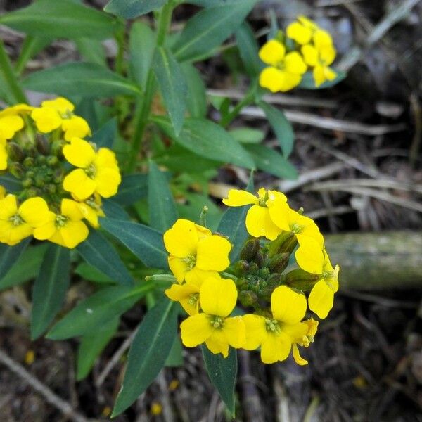 Erysimum × cheiri Blomst