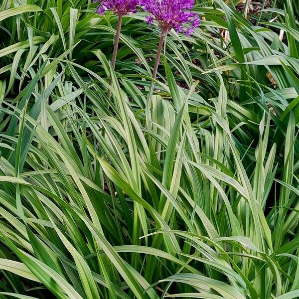 Allium giganteum Агульны выгляд