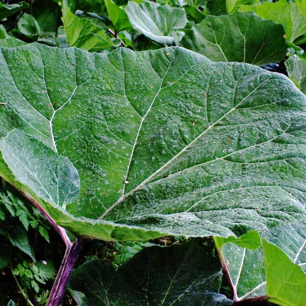 Arctium lappa Leaf