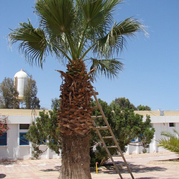 Washingtonia filifera кора