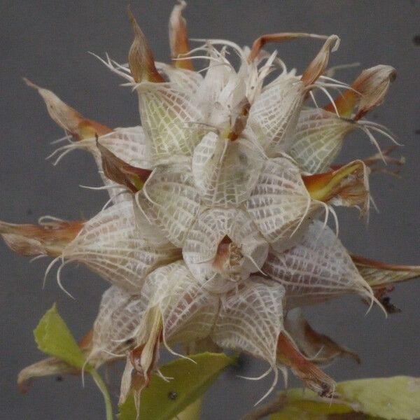 Trifolium spumosum Frucht