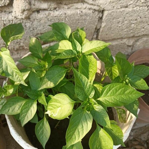 Capsicum chinense Owoc