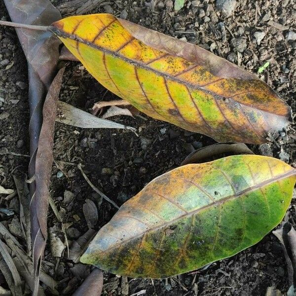 Ficus lutea Blad