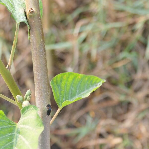 Ipomoea carnea പുറംതൊലി