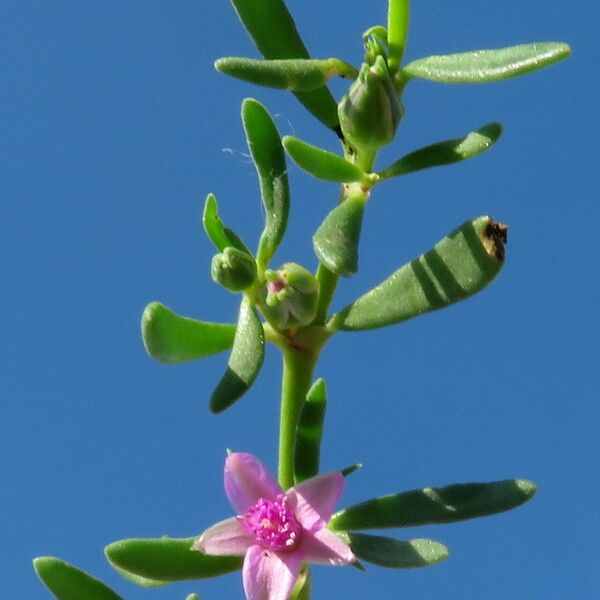 Sesuvium portulacastrum Flower